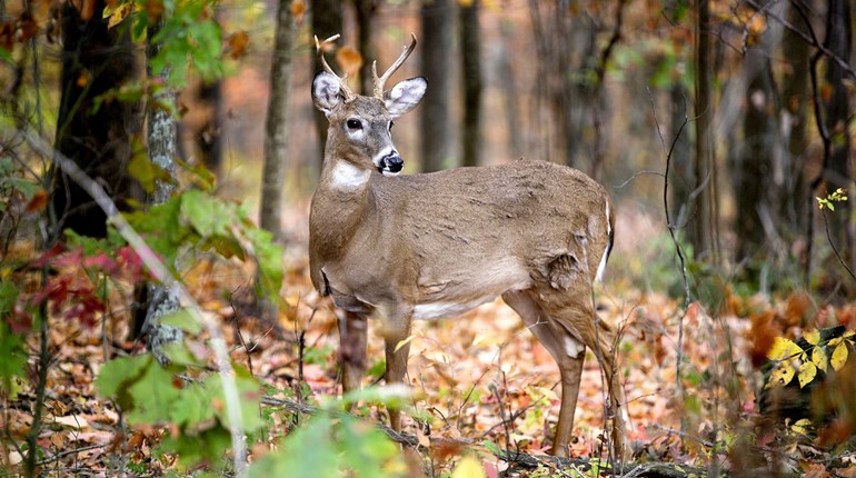 NRA Women | Hunting Dilemma: An Injured Buck Comes Walking Past Your Stand …