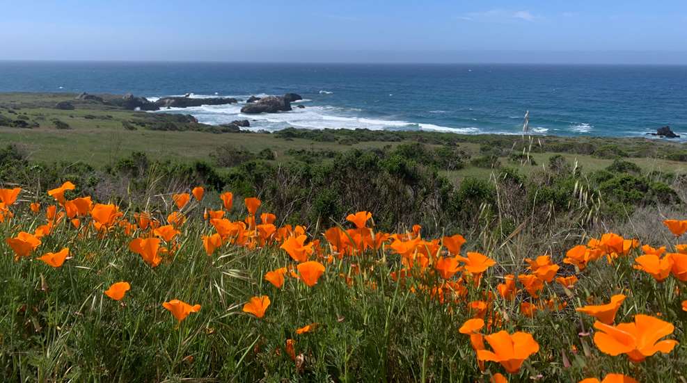 Cali Coast
