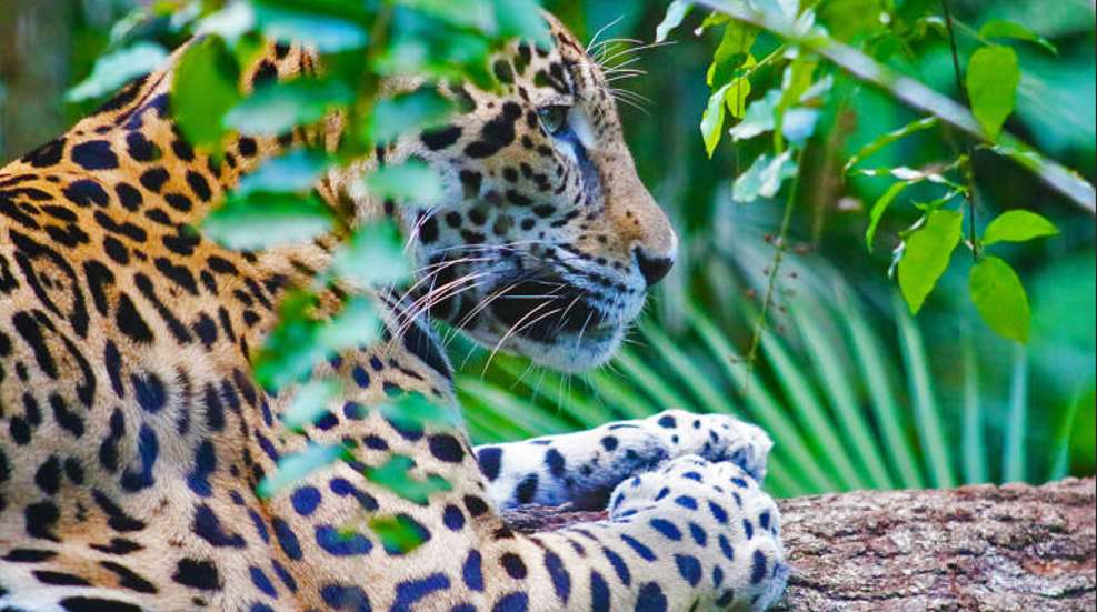 Rao Cats Jaguar Usfws
