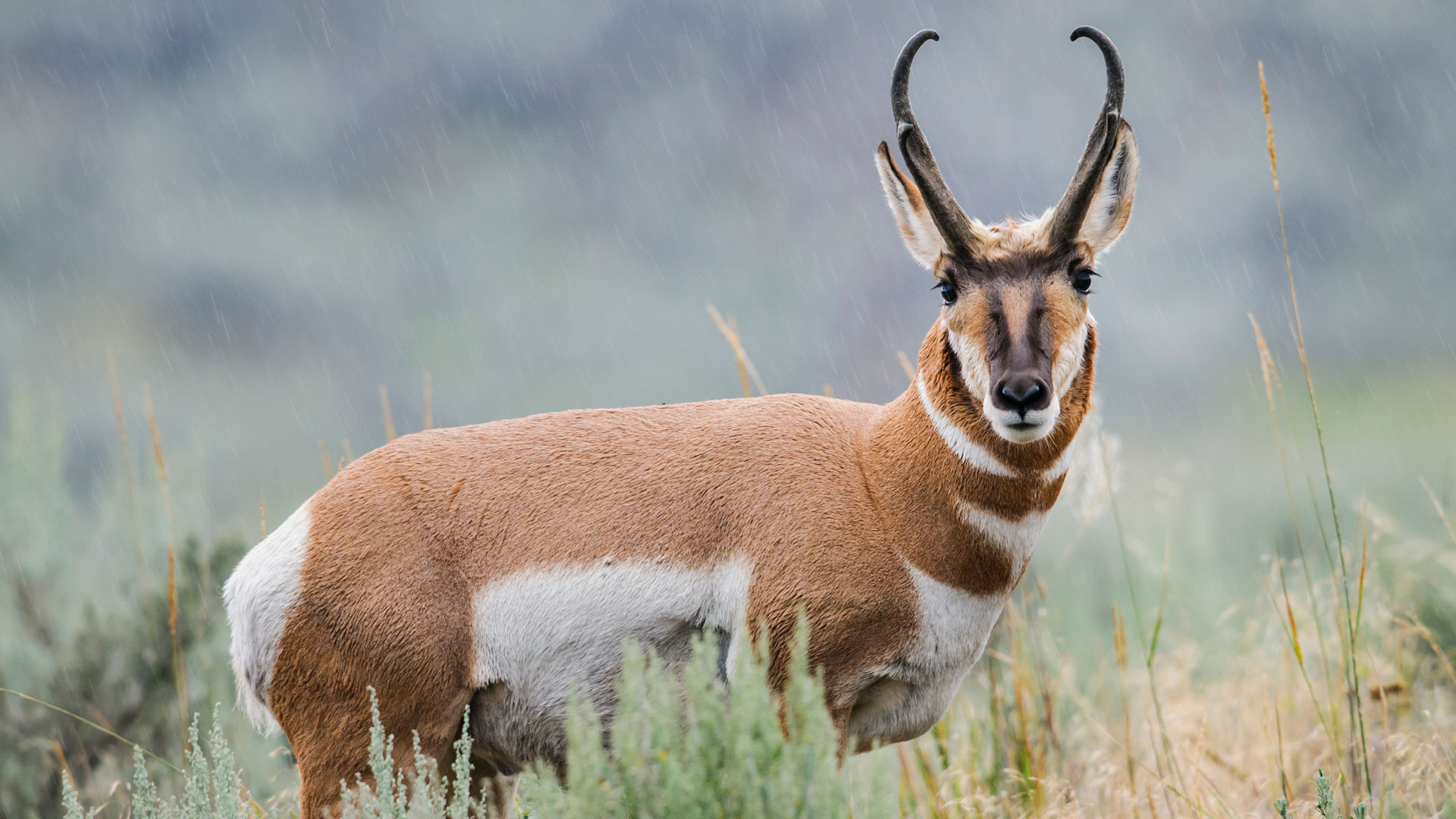 NRA Women | Uniquely American: The Pronghorn
