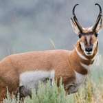 Deering Pronghorn Istock 522599985