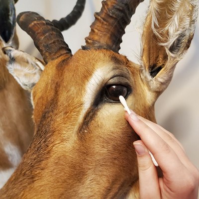 https://www.nrawomen.com/media/gemd1g0n/cleaning-taxidermy-eyes.jpg?width=400&height=400&mode=max