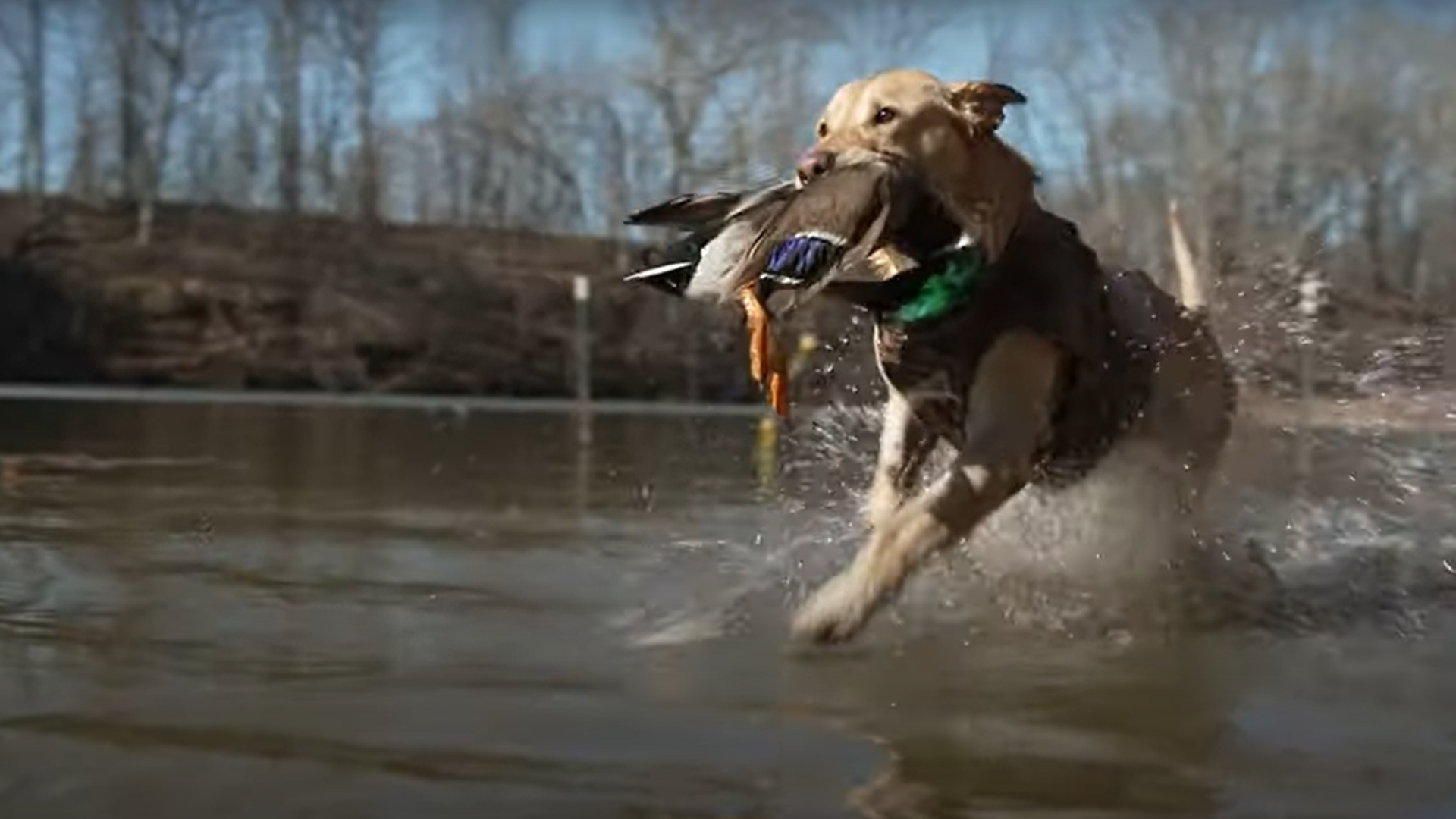 NRA Women | Happy 85th, Ducks Unlimited! Love, Winchester
