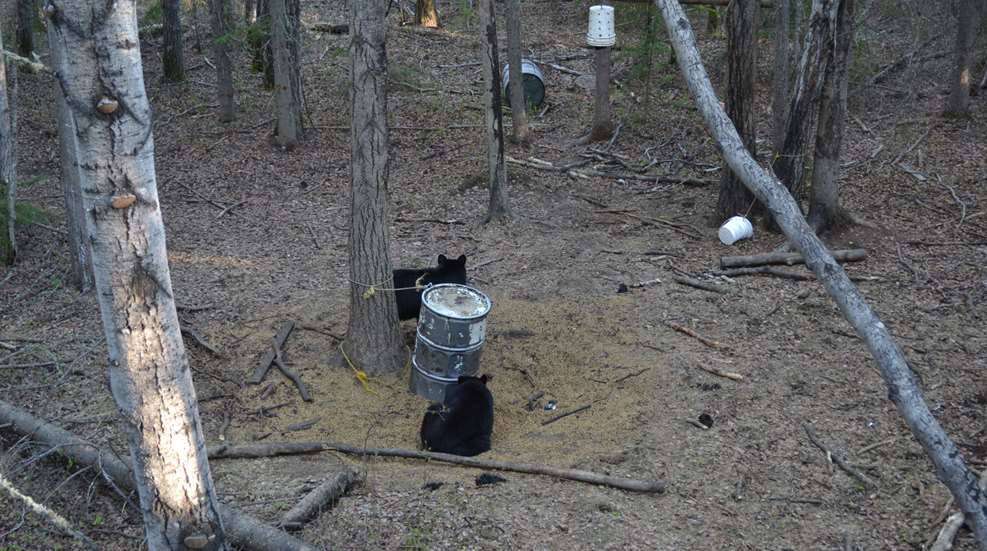 Deering Baited Bear