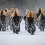 Deering American Bison Istock 1381424521
