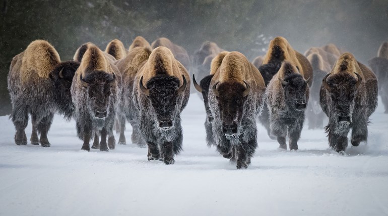 NRA Women | Uniquely American: The American Bison