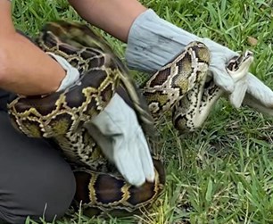 Learning Exotic Leather: Burmese Python Skin