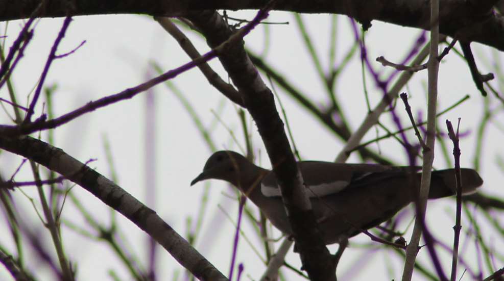 Heidi Rao Whitewing Dove