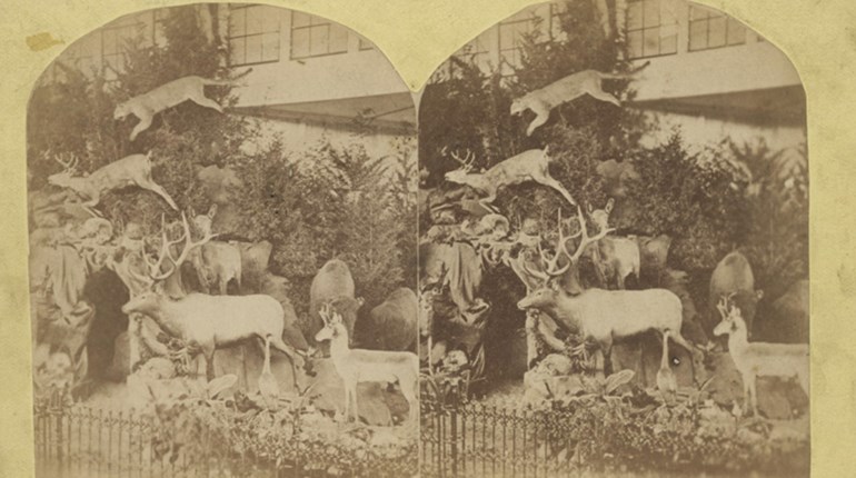 NRA Women | Martha D. Maxwell: First Famous Female Taxidermist