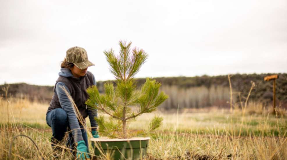 Nwtf Conservation Week Woman Planting Tree