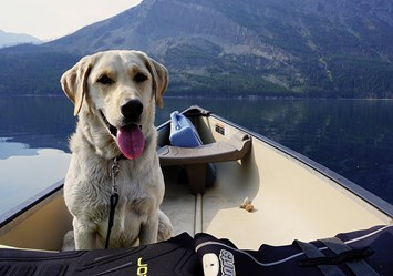 yellow lab being adorable in boat