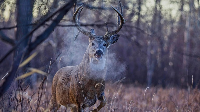 NRA Women | The Art of Rattling