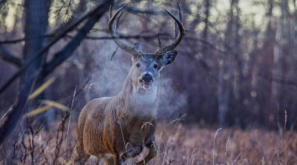 Rao Rattling Istock 2174300821