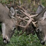 Cool Antler Facts