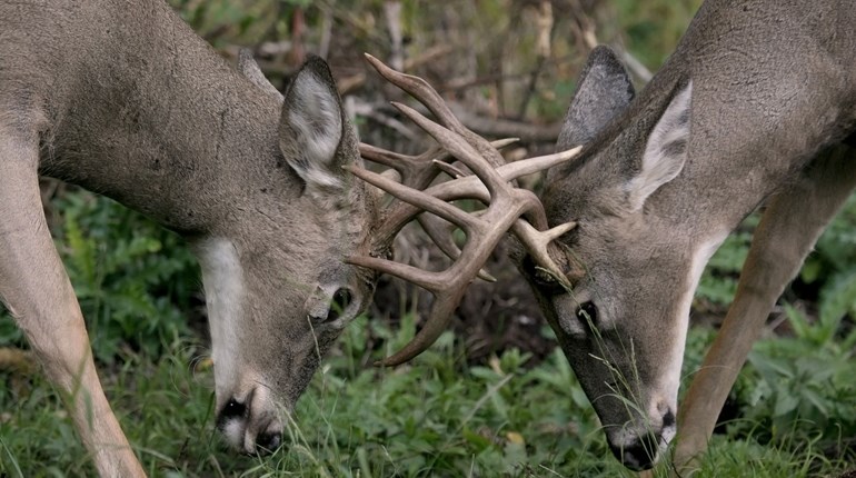 NRA Women | Cool Antler Facts