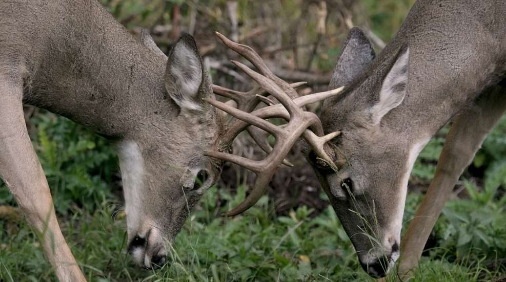 Deering Cool Antlers Istock 139975437