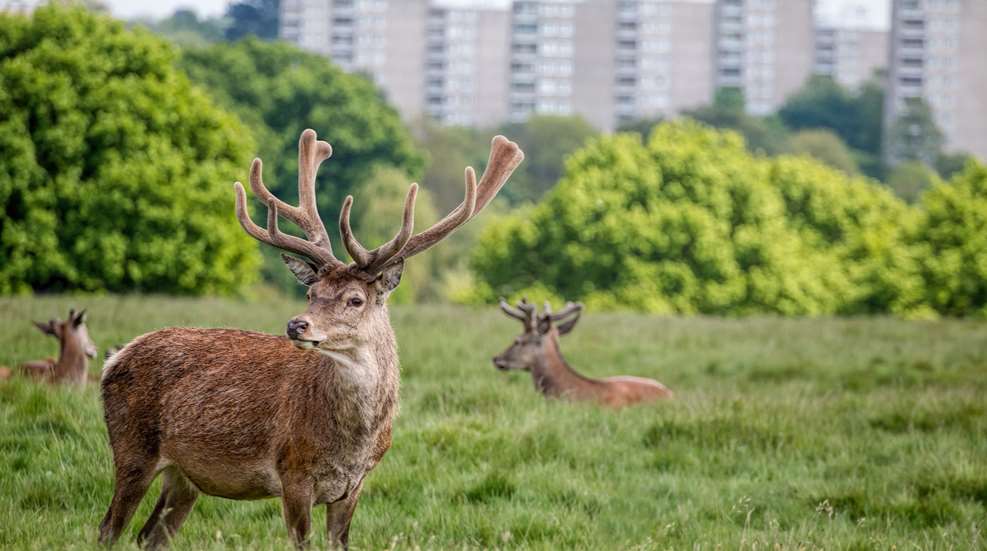 Deer In Field Near City