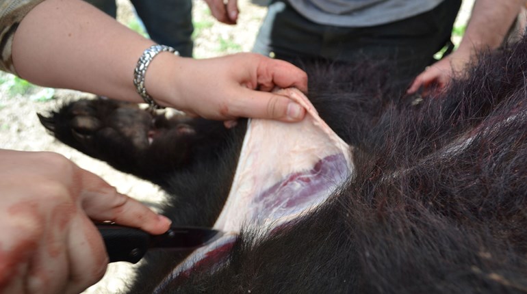 NRA Women | Field Care Tips for Great Game Meat