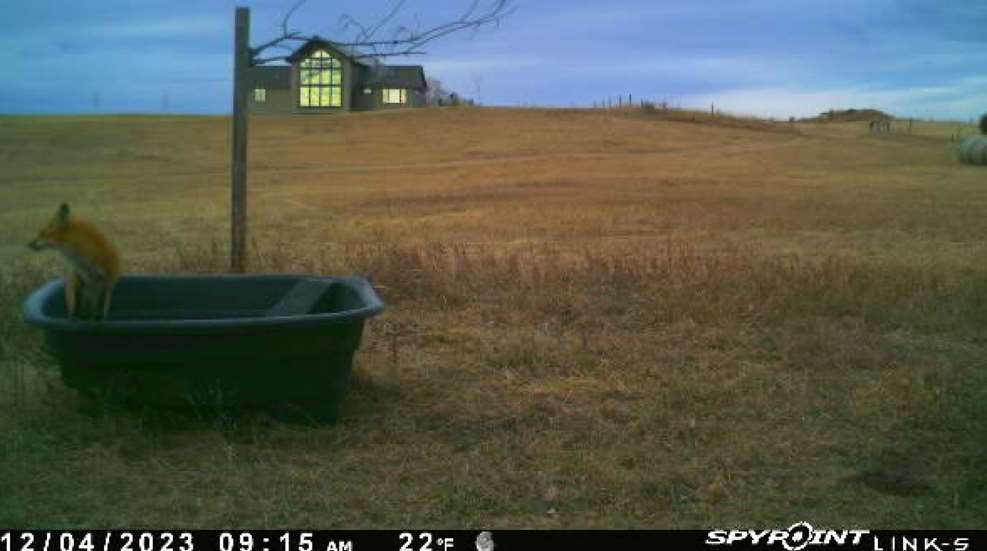 Bachman Backyard 1