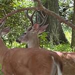 Summer Whitetail Scouting Tips