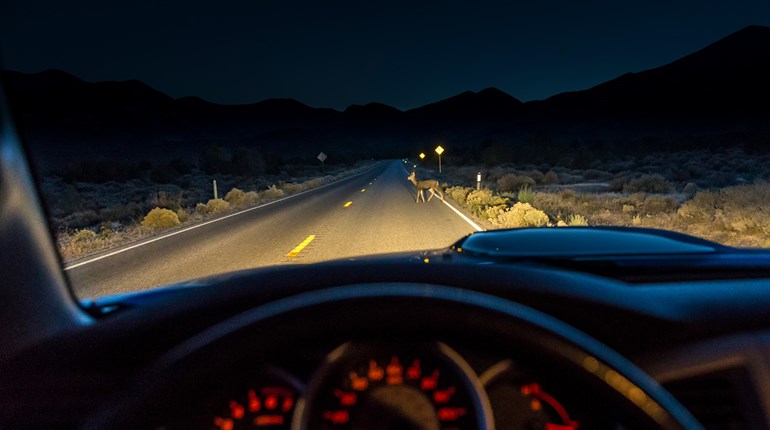 NRA Women | Dilemma: I Injured a Deer With My Car