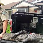 3 Hunting Tips from an Old Game Warden