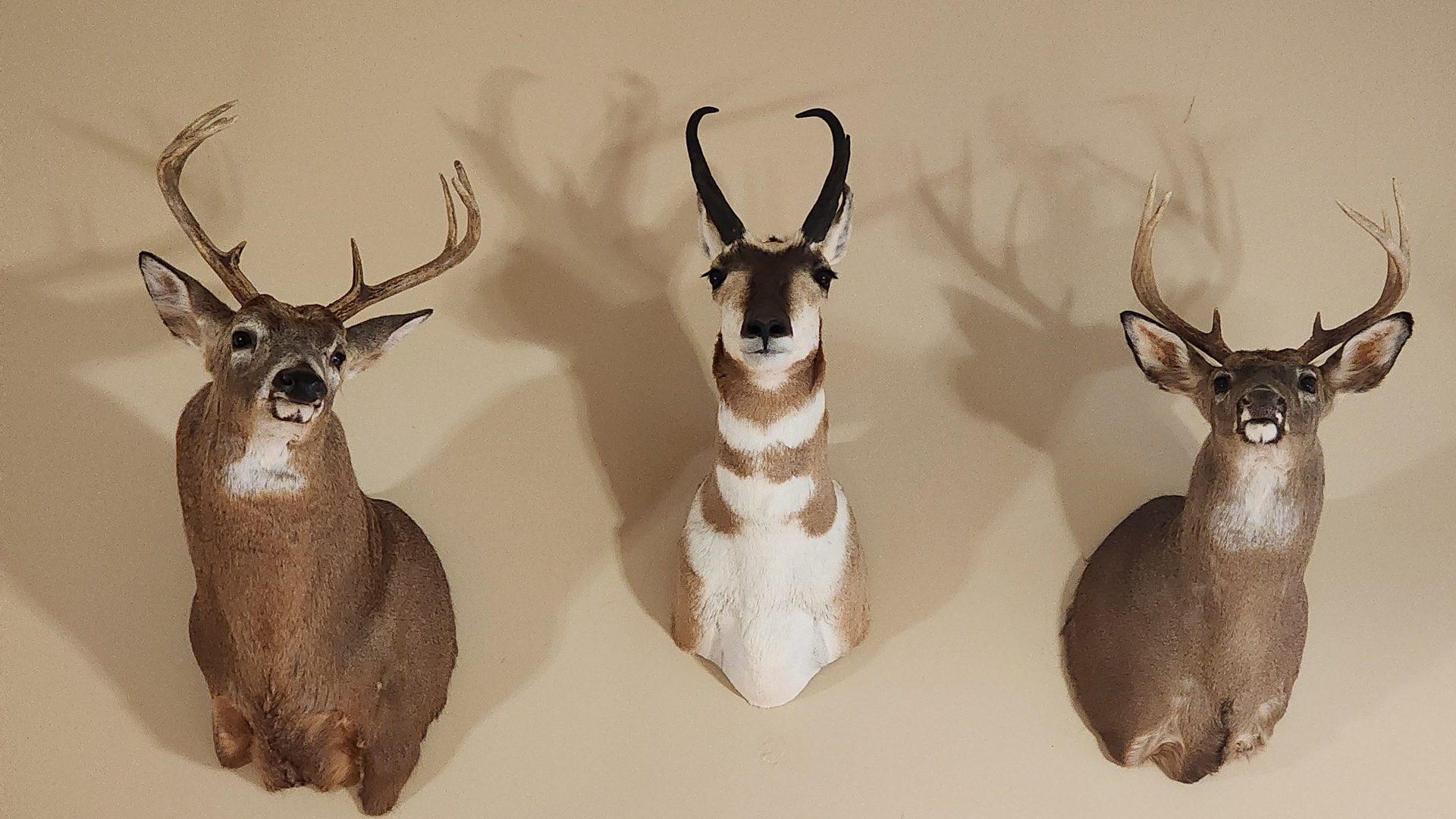 NRA Women | How to Spot a Bad Taxidermist (and Pick a Good One)