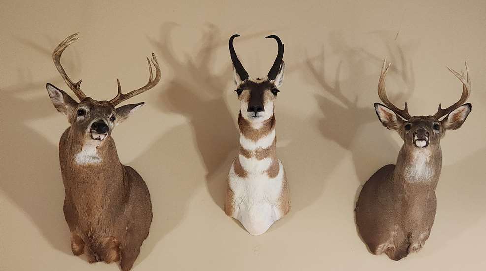 Deering Taxidermy Three Animals