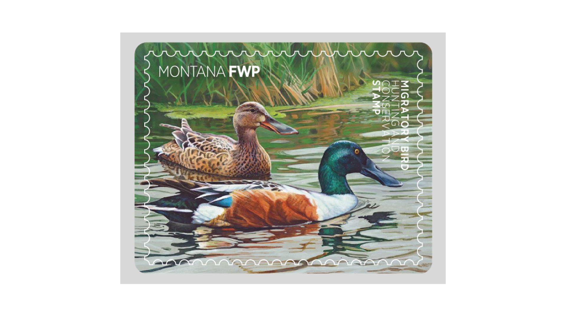 Montana Fwp Duck Stamp Winner Lede