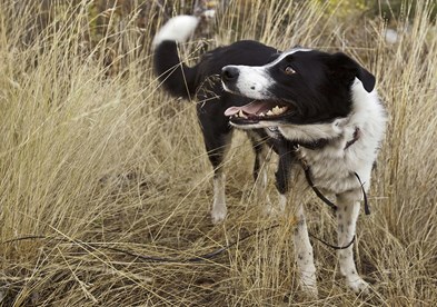 a border collie being a very good boy