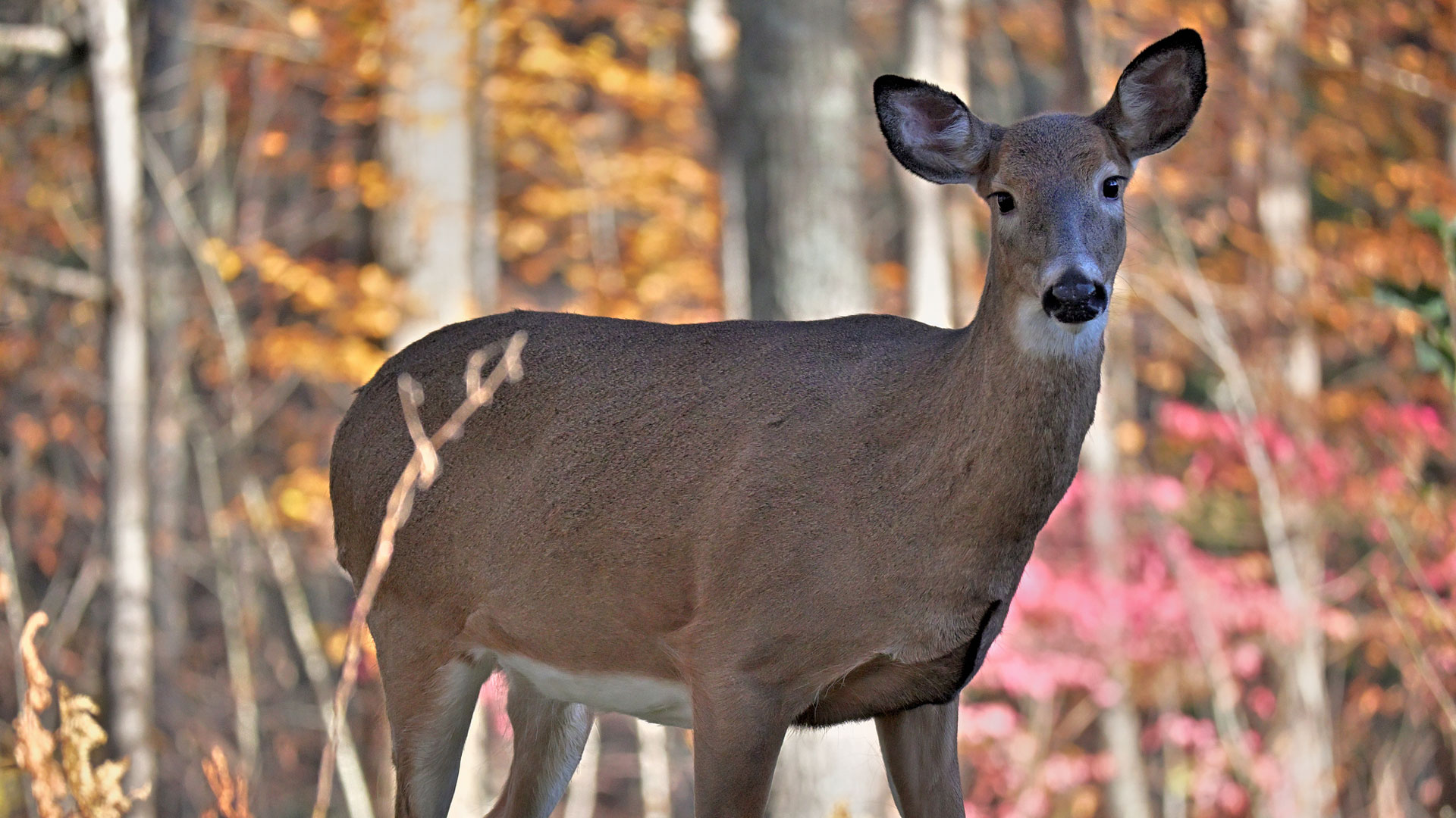 Deering Does Istock 2243005725