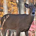 Deering Does Istock 2243005725