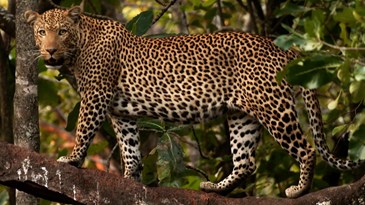 Jaguar in tree