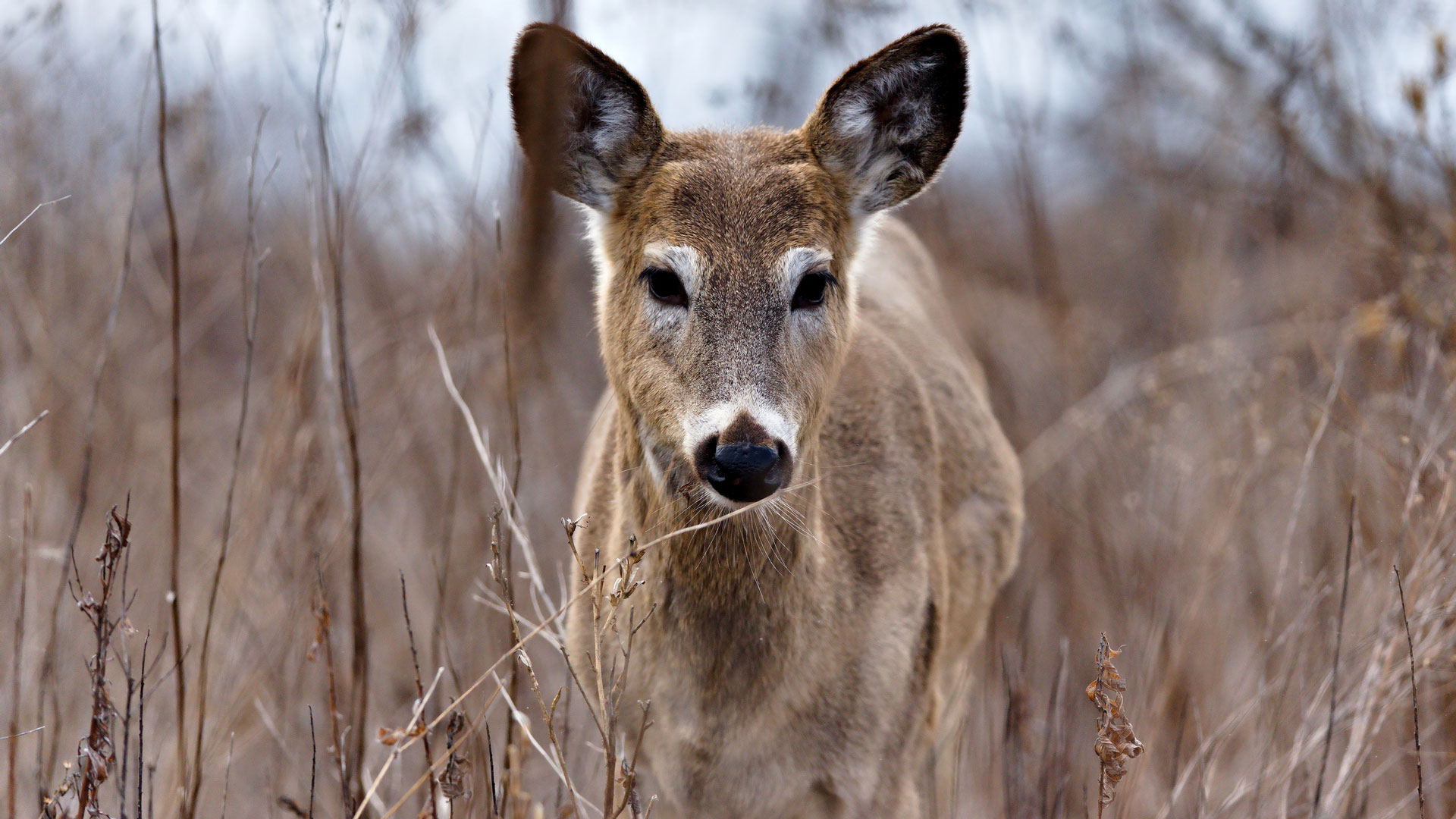 Deering Button Buck Istock 2210888239
