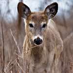 Deering Button Buck Istock 2210888239