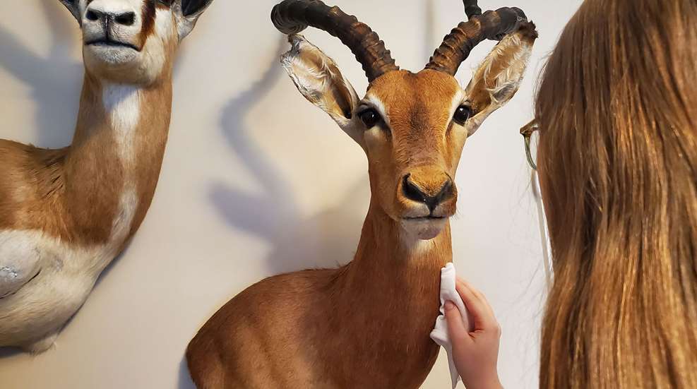 Taxidermy Care