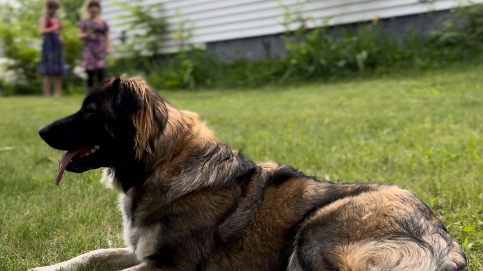 Yackley Daily Activities Dog