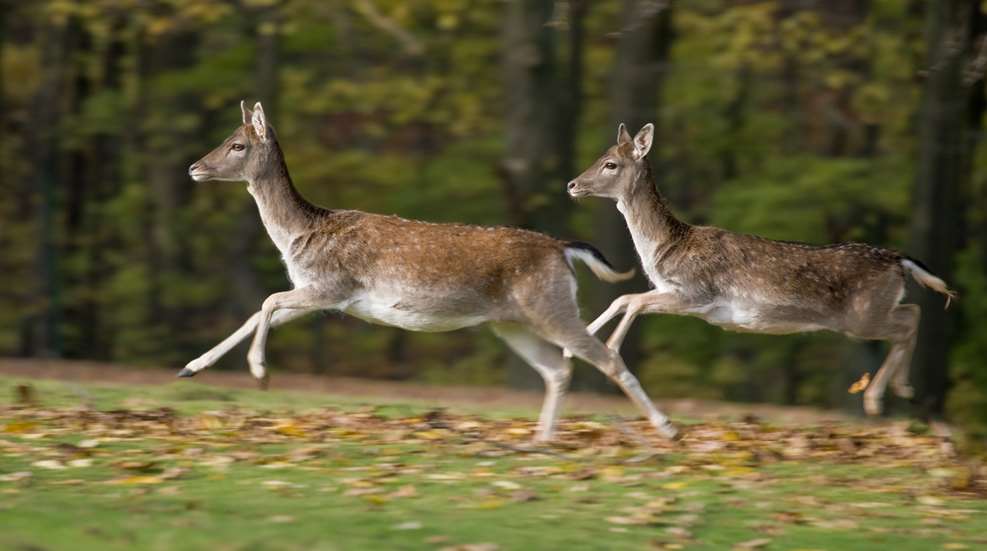 Deering Deer Running