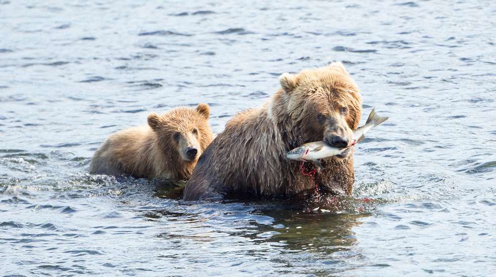Deering Bears Brown Bear USFWS Natdiglib 26658 Full