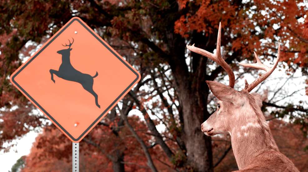Buck Staring At Deer Crossing Sign