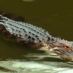 Alligator Lurking In Water