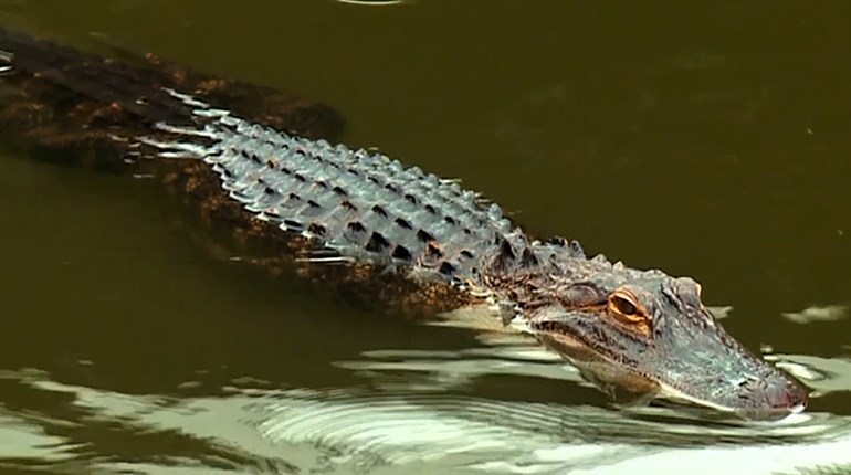 NRA Women | An Easy Gator Hunt That Turned Dangerous