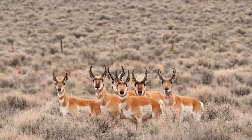 Deering Pronghorn Antelope