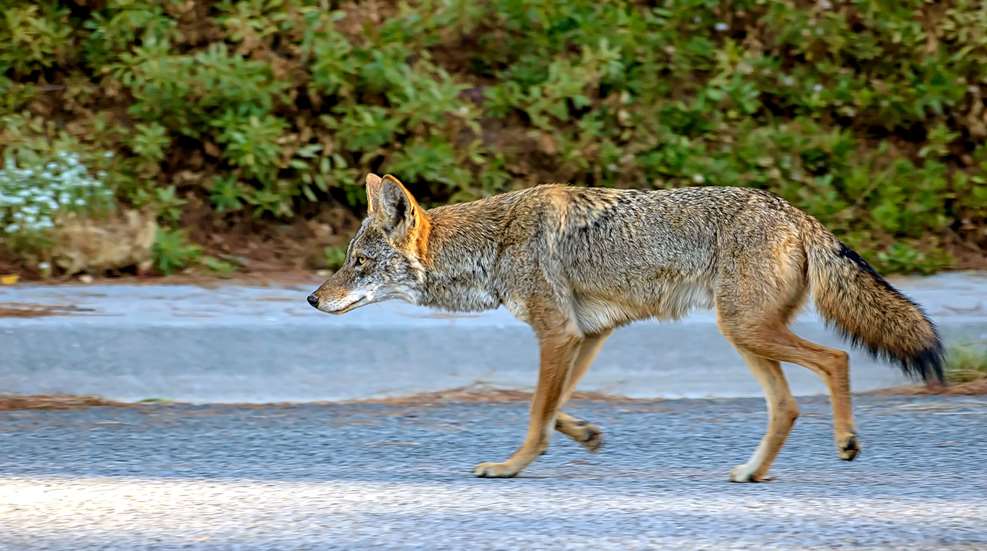 Deering Coyote