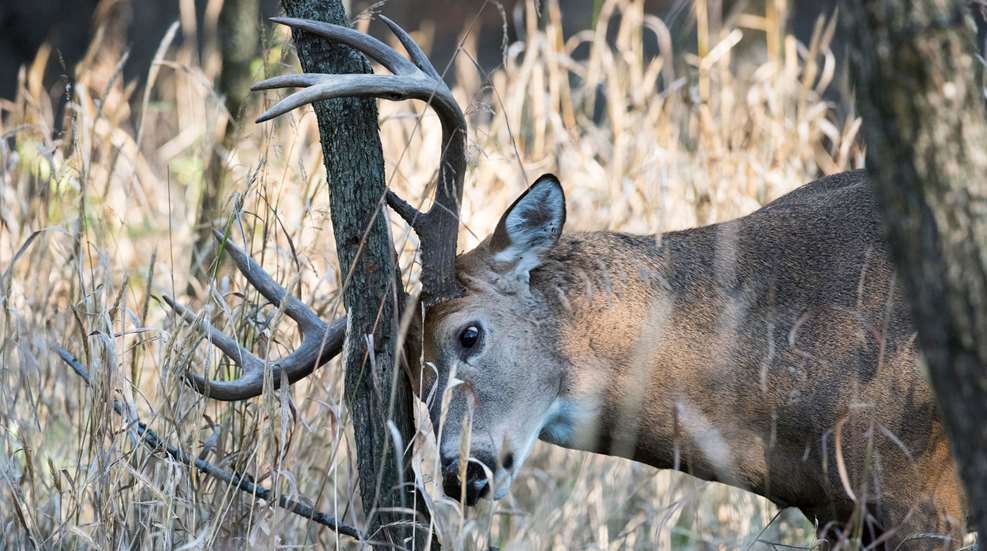 Whiteail Buck Rubbing Tree