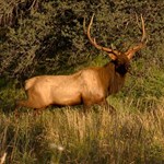 Bachman Elk Broadside Before Shot
