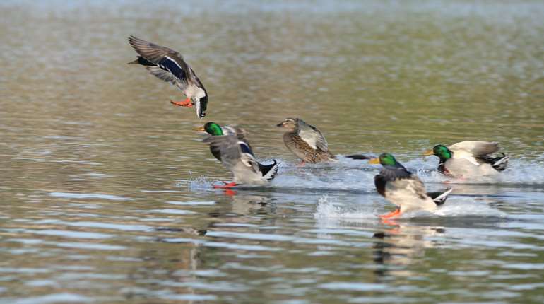 Deering Duck Splashdown