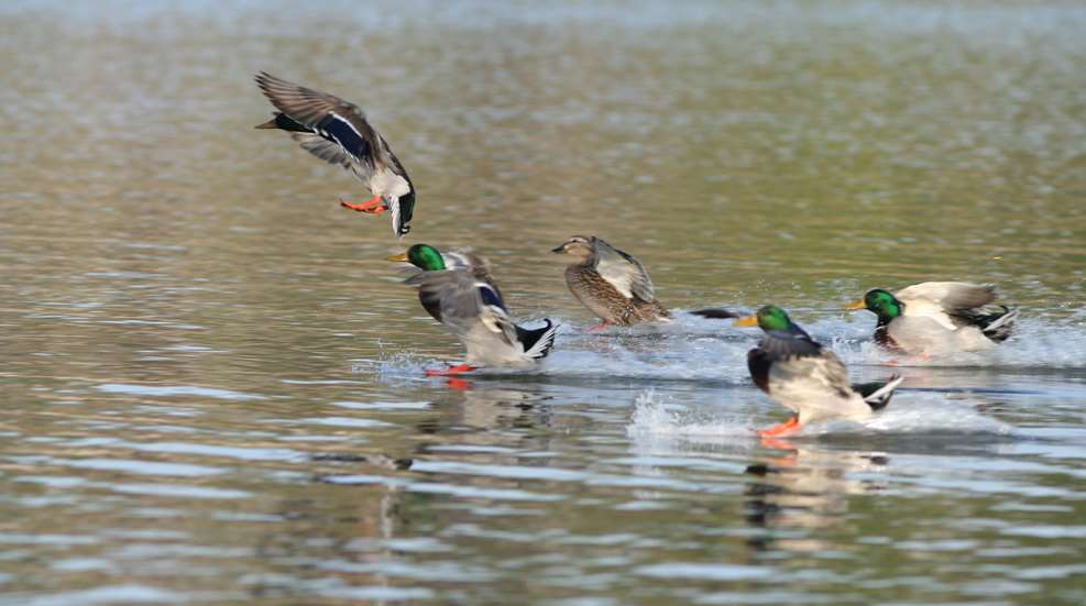 Deering Duck Splashdown