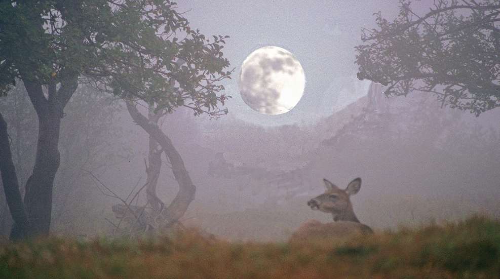 Deering Deer In Fog With Moon In Sky