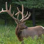 Deering Hunter Success Pennsylvania Elk Istock 585772700